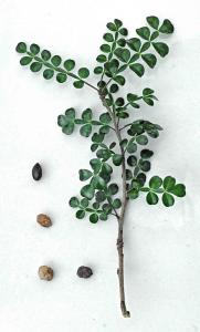 Operculicarya decaryi, frön och stickling.